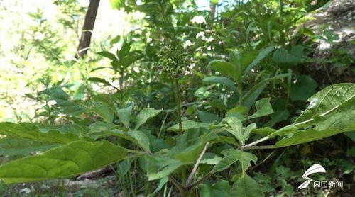 濰坊人參生態種植蓬勃發展，產品創新助力中醫藥產業升級